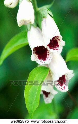Foxglove. Digitalis purpurea. May 2006. Maryland, USA. View Large Photo Image Stock Photography - Foxglove. Digitalis purpurea. May 2006. Maryland, USA.. Fotosearch