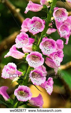 Foxglove. Digitalis purpurea. May 2007. Maryland, USA. View Large Photo Image Stock Photo - Foxglove. Digitalis purpurea. May 2007. Maryland, USA.. Fotosearch