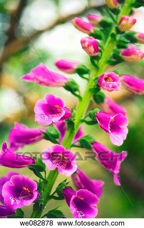Stock Photo - Foxglove. Digitalis purpurea. May 2007. Maryland, USA.. Fotosearch