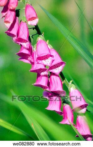 Foxglove. Digitalis purpurea. May 2008. Maryland, USA. View Large Photo Image Stock Image - Foxglove. Digitalis purpurea. May 2008. Maryland, USA.. Fotosearch