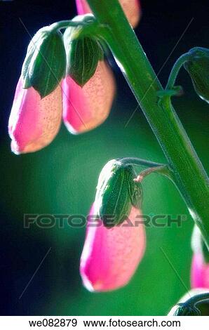 Stock Photo - Foxglove. Digitalis purpurea. May 2008. Maryland, USA.. Fotosearch