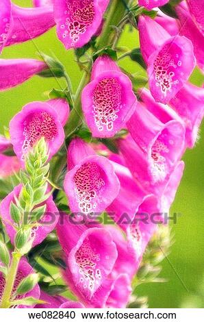 Stock Image - Foxglove Flowers and Buds. Digitalis purpurea. April 2008. Maryland, USA.. Fotosearch