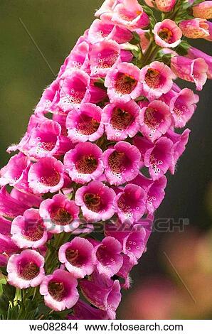 Foxglove Pattern. Digitalis purpurea. April 2008. Maryland, USA. View Large Photo Image Picture - Foxglove Pattern. Digitalis purpurea. April 2008. Maryland, USA.. Fotosearch