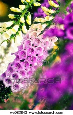 Foxgloves. Digitalis purpurea. April 2008. Maryland, USA. View Large Photo Image Stock Image - Foxgloves. Digitalis purpurea. April 2008. Maryland, USA.. Fotosearch
