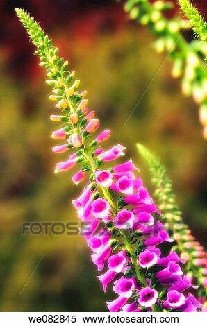 Foxgloves. Digitalis purpurea. April 2008. Maryland, USA. View Large Photo Image Stock Photography - Foxgloves. Digitalis purpurea. April 2008. Maryland, USA.. Fotosearch