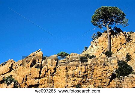 France corsica island piana calanches pine tree and a specific rocky formation View Large Photo Image Stock Photography - France corsica island piana calanches pine tree and a specific rocky formation. Fotosearch