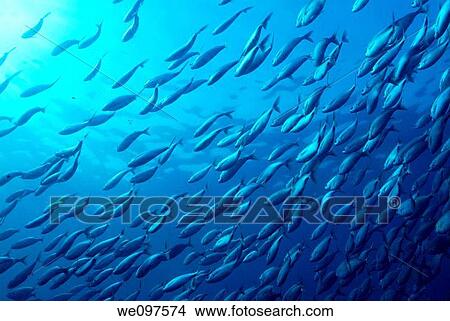 France marseille callelongue creek school of saupe fishes View Large Photo Image Picture - France marseille callelongue creek school of saupe fishes. Fotosearch