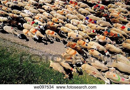 France Provence Gard Above A Flock Of Sheep Arriving To L Esperou Village For Summer Transhumance View Large Photo Image Picture - France Provence Gard Above A Flock Of Sheep Arriving To L Esperou Village For Summer Transhumance. Fotosearch