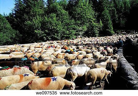 France Provence Gard Flock Of Sheep Leaving L Esperou Village For Summer Transhumance View Large Photo Image Stock Photography - France Provence Gard Flock Of Sheep Leaving L Esperou Village For Summer Transhumance. Fotosearch