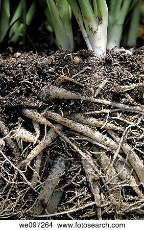 France provence grass tangle roots View Large Photo Image Picture - France provence grass tangle roots. Fotosearch