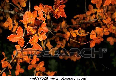 Stock Photo - France Provence Sainte Baume Mountain Colorful Leaves At Fall. Fotosearch