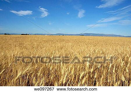 France provence valensole a wheat field at summer and the alps mountains View Large Photo Image Stock Photo - France provence valensole a wheat field at summer and the alps mountains. Fotosearch