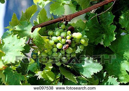 France The Rhone Valley Vinzieux Village Close Up Of A Bunch Of White Grapes View Large Photo Image Stock Photo - France The Rhone Valley Vinzieux Village Close Up Of A Bunch Of White Grapes. Fotosearch