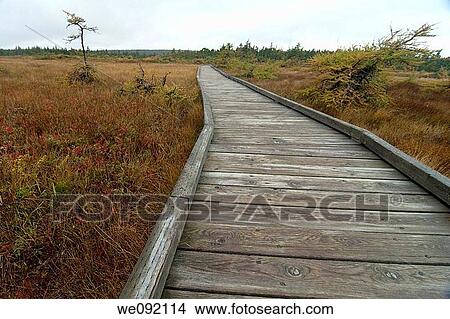 Picture - French Mountain Bog, Cape Breton Highlands Nat Park, Nova Scotia. Fotosearch