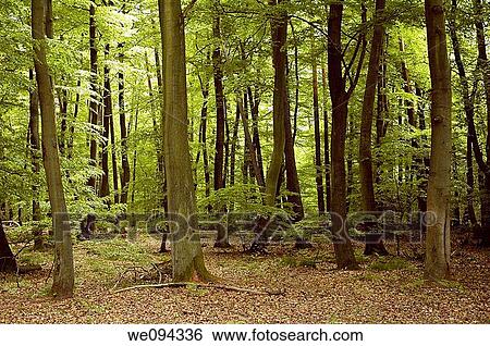 French oaks and beeches forest trees during springtime season Moselle, Lorraine, France View Large Photo Image Stock Photograph - French oaks and beeches forest trees during springtime season Moselle, Lorraine, France. Fotosearch