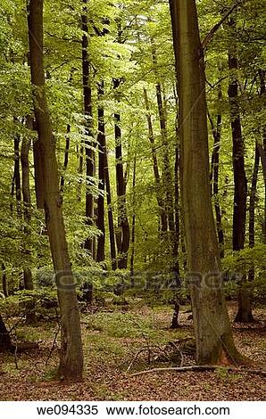 French oaks and beeches forest trees during springtime season Moselle, Lorraine, France View Large Photo Image Stock Photography - French oaks and beeches forest trees during springtime season Moselle, Lorraine, France. Fotosearch