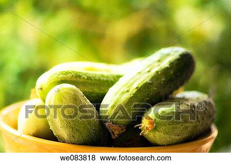 Fresh Harvested Cucumbers in a Bamboo Bowl. Cucumis sativus. View Large Photo Image Stock Photo - Fresh Harvested Cucumbers in a Bamboo Bowl. Cucumis sativus.. Fotosearch