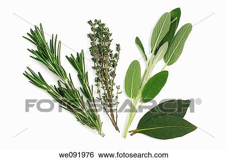 Fresh Herbs - Rosemary, Thyme, Sage and Bay Leaves View Large Photo Image Stock Photograph - Fresh Herbs - Rosemary, Thyme, Sage and Bay Leaves. Fotosearch