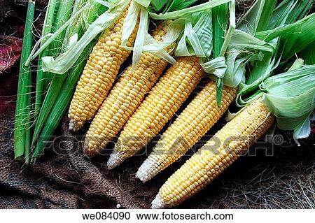 Fresh Raw Corn View Large Photo Image Stock Image - Fresh Raw Corn. Fotosearch