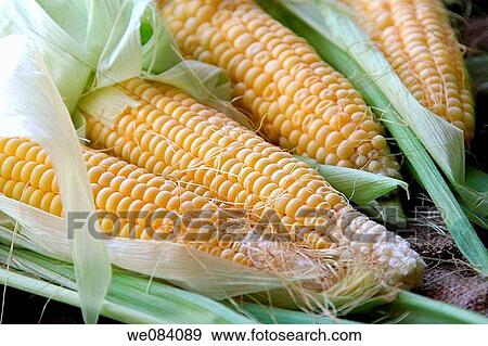 Fresh Raw Corn View Large Photo Image Stock Photo - Fresh Raw Corn. Fotosearch