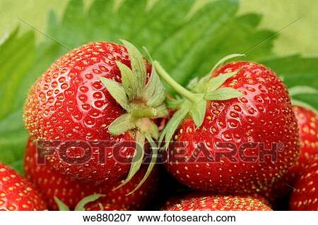 Fresh ripe strawberries, close_up View Large Photo Image Stock Photo - Fresh ripe strawberries, close_up. Fotosearch