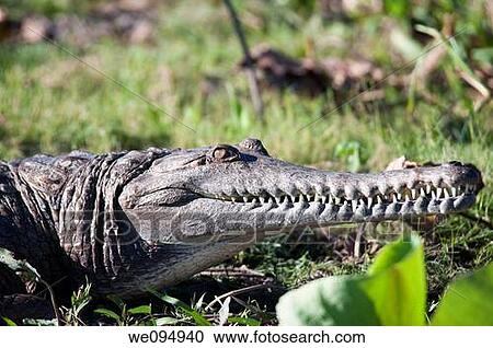 Freshie - Freshwater crocodile Crocodylus johnsoni on riverbed in Australia View Large Photo Image Stock Image - Freshie - Freshwater crocodile Crocodylus johnsoni on riverbed in Australia. Fotosearch