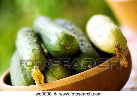 Freshly Harvested Cucumbers in a Bamboo Bowl. Cucumis sativus. View Large Photo Image Stock Photograph - Freshly Harvested Cucumbers in a Bamboo Bowl. Cucumis sativus.. Fotosearch