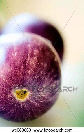 Freshly Harvested Graffiti Eggplants on Cutting Board. Solanum melongena. View Large Photo Image Stock Photo - Freshly Harvested Graffiti Eggplants on Cutting Board. Solanum melongena.. Fotosearch