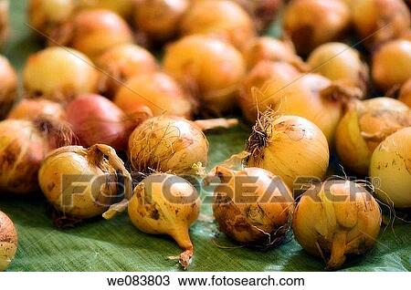Stock Image - Freshly Harvested Onions Spread on Green Cloth. Allium cepa.. Fotosearch