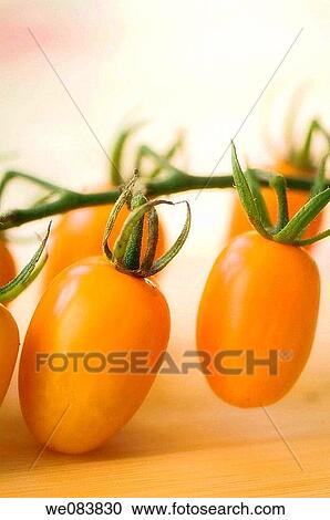Freshly Harvested Orange Cherry Tomatoes on Cutting Board. Solanum lycopersicon. View Large Photo Image Stock Image - Freshly Harvested Orange Cherry Tomatoes on Cutting Board. Solanum lycopersicon.. Fotosearch