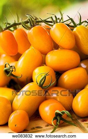 Freshly Harvested Orange Cherry Tomatoes on Cutting Board. Solanum lycopersicon. View Large Photo Image Stock Image - Freshly Harvested Orange Cherry Tomatoes on Cutting Board. Solanum lycopersicon.. Fotosearch