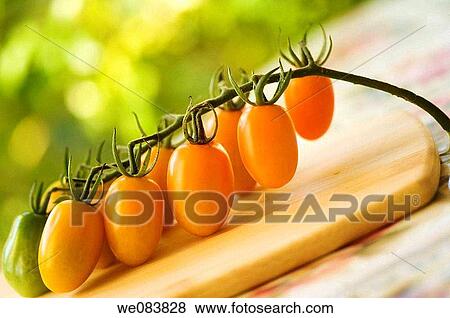 Freshly Harvested Orange Cherry Tomatoes on Cutting Board. Solanum lycopersicon. View Large Photo Image Stock Photo - Freshly Harvested Orange Cherry Tomatoes on Cutting Board. Solanum lycopersicon.. Fotosearch