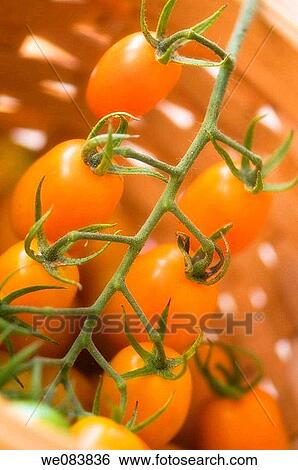 Freshly Harvested Orange Cherry Tomatoes in a Basket. Solanum lycopersicon. View Large Photo Image Stock Photograph - Freshly Harvested Orange Cherry Tomatoes in a Basket. Solanum lycopersicon.. Fotosearch