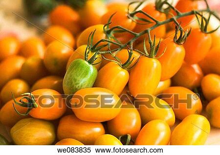 Freshly Harvested Orange Cherry Tomatoes on Cutting Board. Solanum lycopersicon. View Large Photo Image Stock Photography - Freshly Harvested Orange Cherry Tomatoes on Cutting Board. Solanum lycopersicon.. Fotosearch
