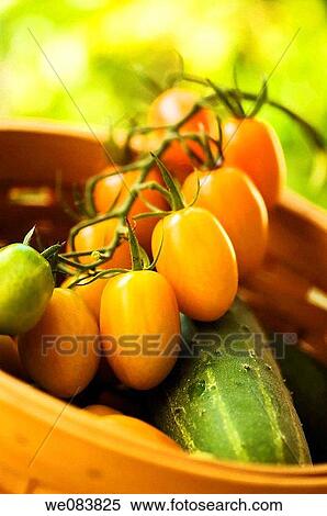 Freshly Harvested Orange Plum Tomatoes and Green Cucumbers in a Basket. Solanum lycopersicon, cucumis sativus. View Large Photo Image Stock Photography - Freshly Harvested Orange Plum Tomatoes and Green Cucumbers in a Basket. Solanum lycopersicon, cucumis sativus.. Fotosearch