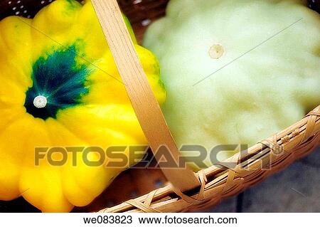 Freshly Harvested Yellow and Green Pattison Squash in a Basket. Cucurbita pepo. View Large Photo Image Stock Image - Freshly Harvested Yellow and Green Pattison Squash in a Basket. Cucurbita pepo.. Fotosearch