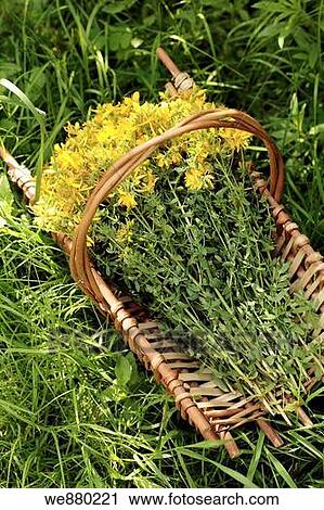 Freshly picked St. john's wort in a wicker tray View Large Photo Image Stock Image - Freshly picked St. john's wort in a wicker tray. Fotosearch