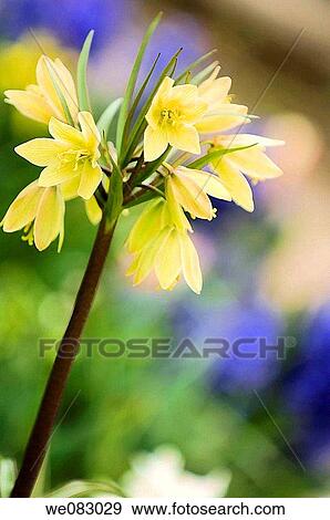 Fritillary (Fritillaria raddeana) View Large Photo Image Stock Photo - Fritillary (Fritillaria raddeana). Fotosearch