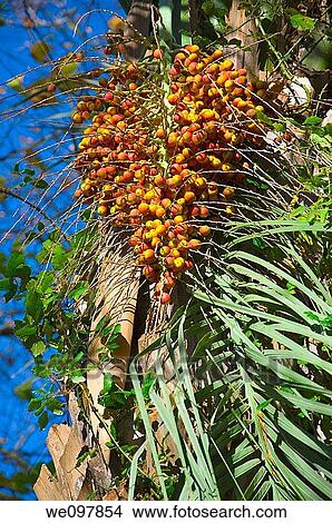 Fruit of a palm tree View Large Photo Image Picture - Fruit of a palm tree. Fotosearch