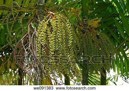 Fruits of a palm tree, Caryota cumingii, Arecaceae, Mauritius View Large Photo Image Stock Image - Fruits of a palm tree, Caryota cumingii, Arecaceae, Mauritius. Fotosearch