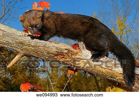 Full length North American Marten looking down while climbing a dead tree in the Fall View Large Photo Image Stock Image - Full length North American Marten looking down while climbing a dead tree in the Fall. Fotosearch