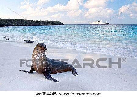 Galapagos sea lion Zalophus wollebaeki in the Galapagos Island Group, Ecuador Pacific Ocean View Large Photo Image Stock Photography - Galapagos sea lion Zalophus wollebaeki in the Galapagos Island Group, Ecuador Pacific Ocean. Fotosearch