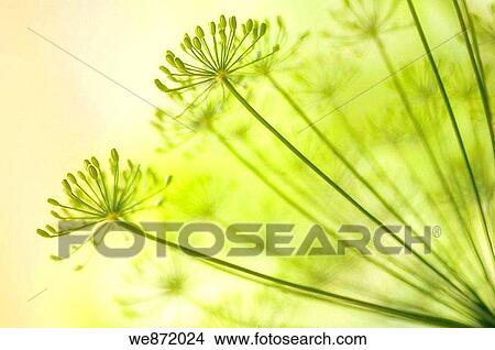Garden Dill Herb in Bloom View Large Photo Image Picture - Garden Dill Herb in Bloom. Fotosearch