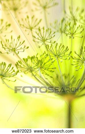 Garden Dill Herb in Bloom View Large Photo Image Stock Image - Garden Dill Herb in Bloom. Fotosearch