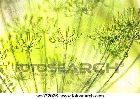 Garden Dill Herb in Bloom View Large Photo Image Stock Photograph - Garden Dill Herb in Bloom. Fotosearch