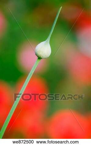 Garlic Flower Bud, Red Poppies in the Background. Allium sativum. June 2008 View Large Photo Image Stock Image - Garlic Flower Bud, Red Poppies in the Background. Allium sativum. June 2008. Fotosearch