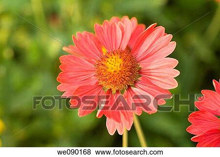 gerbera daisy View Large Photo Image Stock Photo - gerbera daisy. Fotosearch