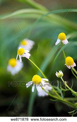German Chamomile Daisies Matricaria recutita May 2008 Maryland, USA View Large Photo Image Stock Photo - German Chamomile Daisies Matricaria recutita May 2008 Maryland, USA. Fotosearch