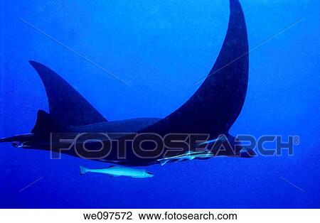 Stock Image - Giant manta ray Manta birostris, side view, underwater view with a remora fish swimming in the boulari channel, Noumea lagoon, New caledonia. Fotosearch