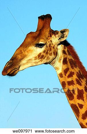 Giraffe, Giraffe camelopardalis, Madikwe Game Reserve, South Africa View Large Photo Image Stock Image - Giraffe, Giraffe camelopardalis, Madikwe Game Reserve, South Africa. Fotosearch